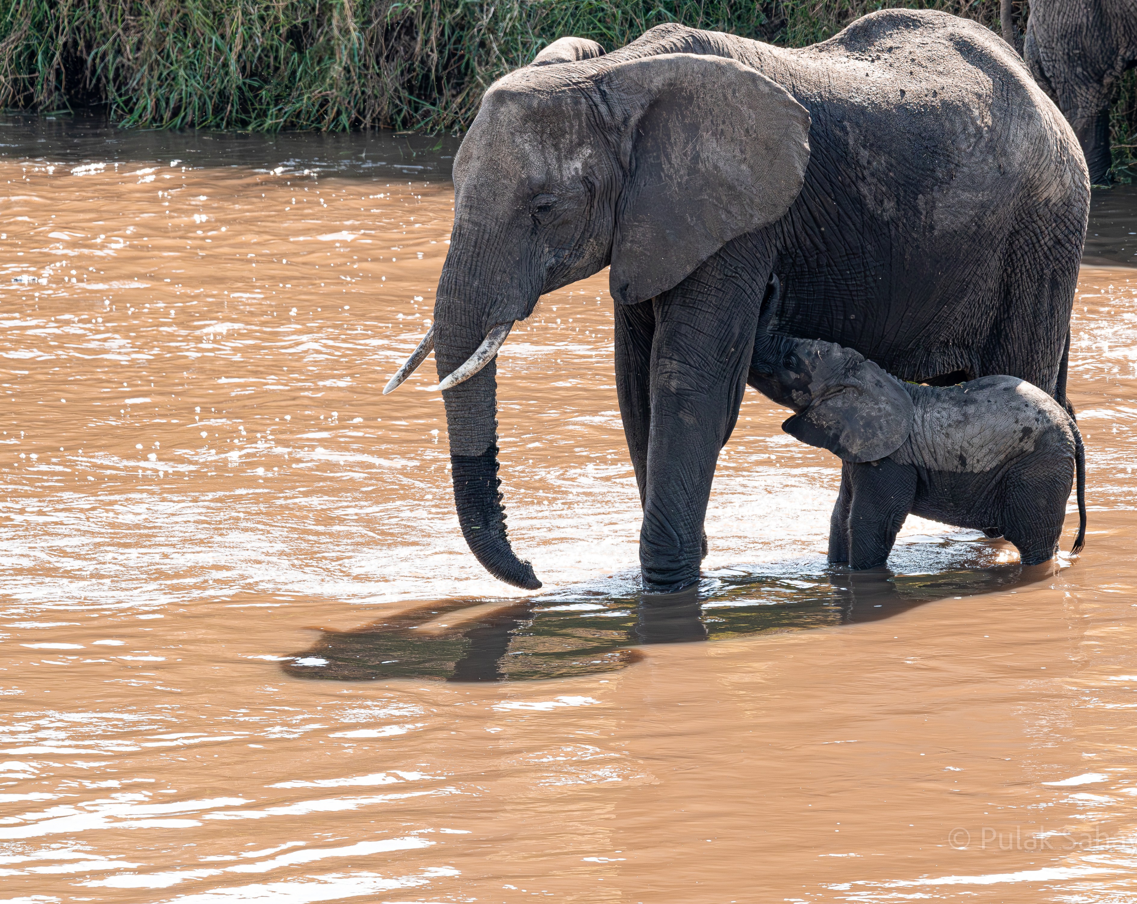 Baby elephant wanting to suckle